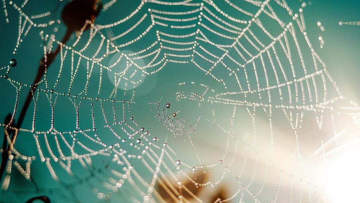 Beaumont Pest Control: Getting Ahead of Spider Season