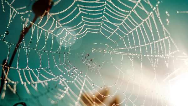 Beaumont Pest Control Turns to Spiders as Mating Season Nears