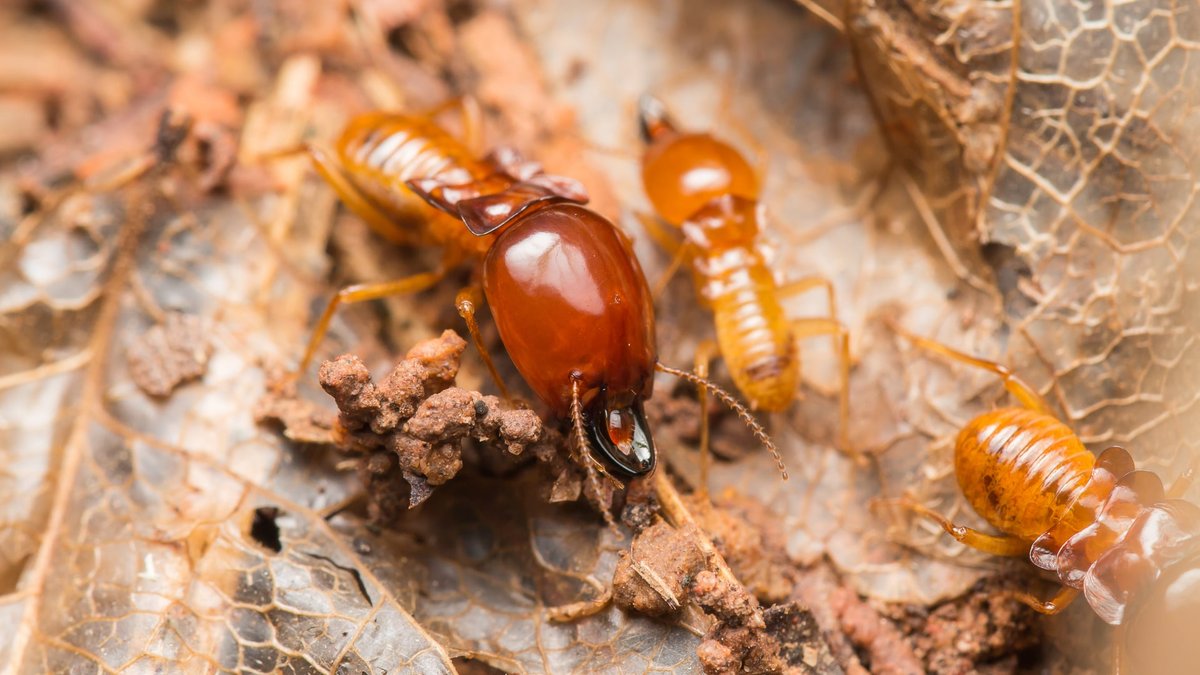 Controlling Termites in Virginia: What To Look For & Expert Next Steps Revealed