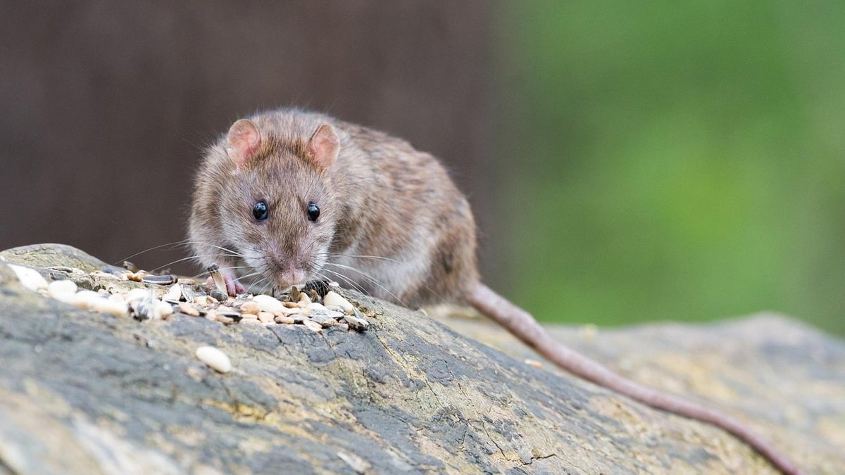 Dead Rat Removal: Process, Cost, & Pest Control Service Guide Released
