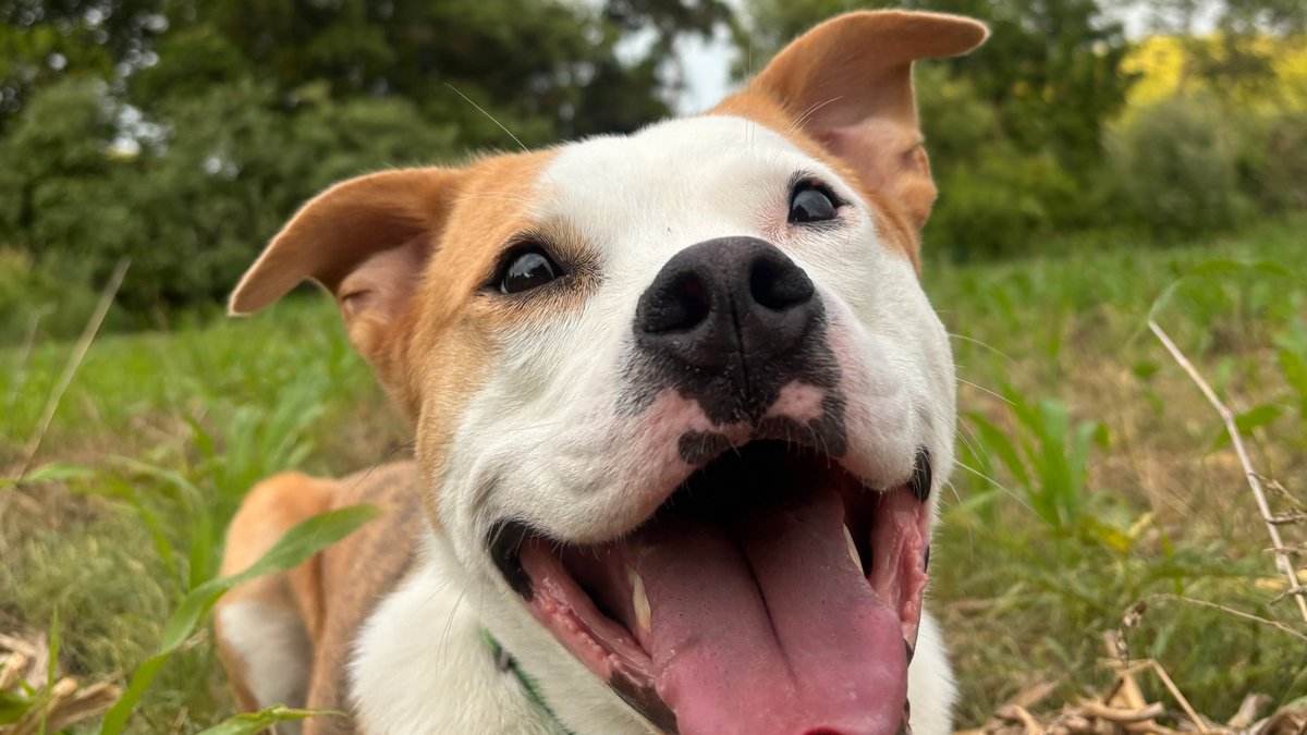 Dog Behavior Modification Training Benefits & Strategy Guide Announced