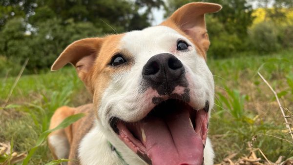 Dog Behavior Modification Training: How It Works & Benefits Explained