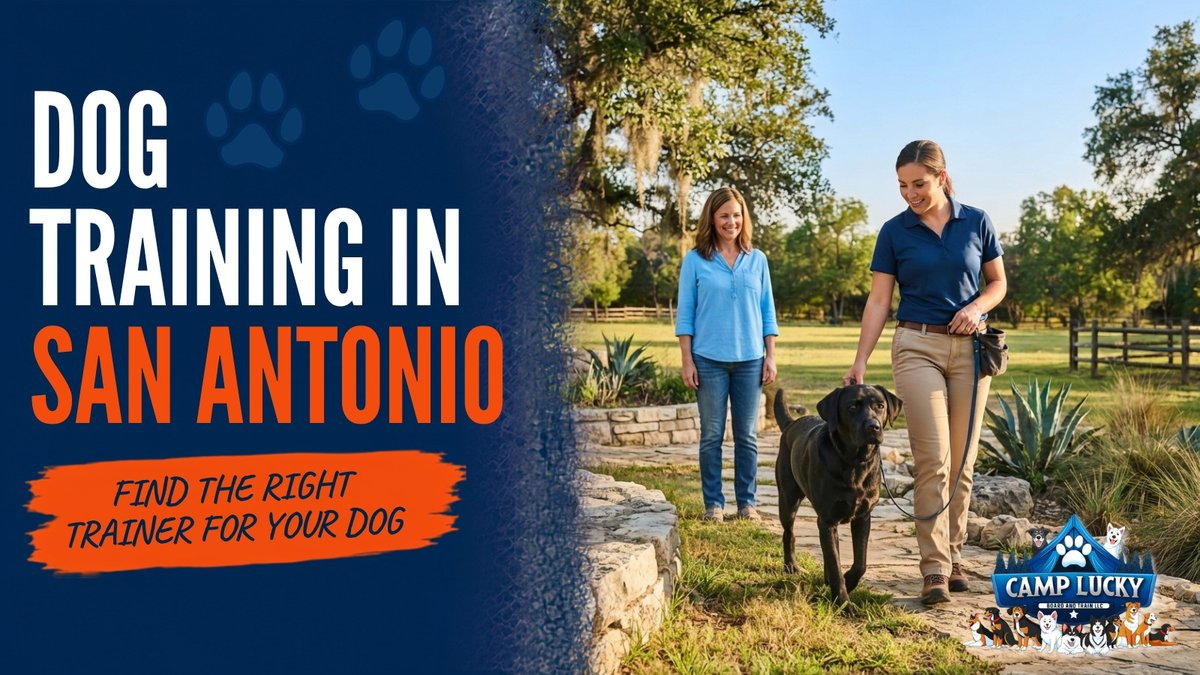 Dog Training San Antonio: Program Options and Pricing Details Announced
