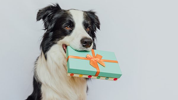 Gifts for Australian Shepherd Owners: A Tee for Every Coat, Every Quirk