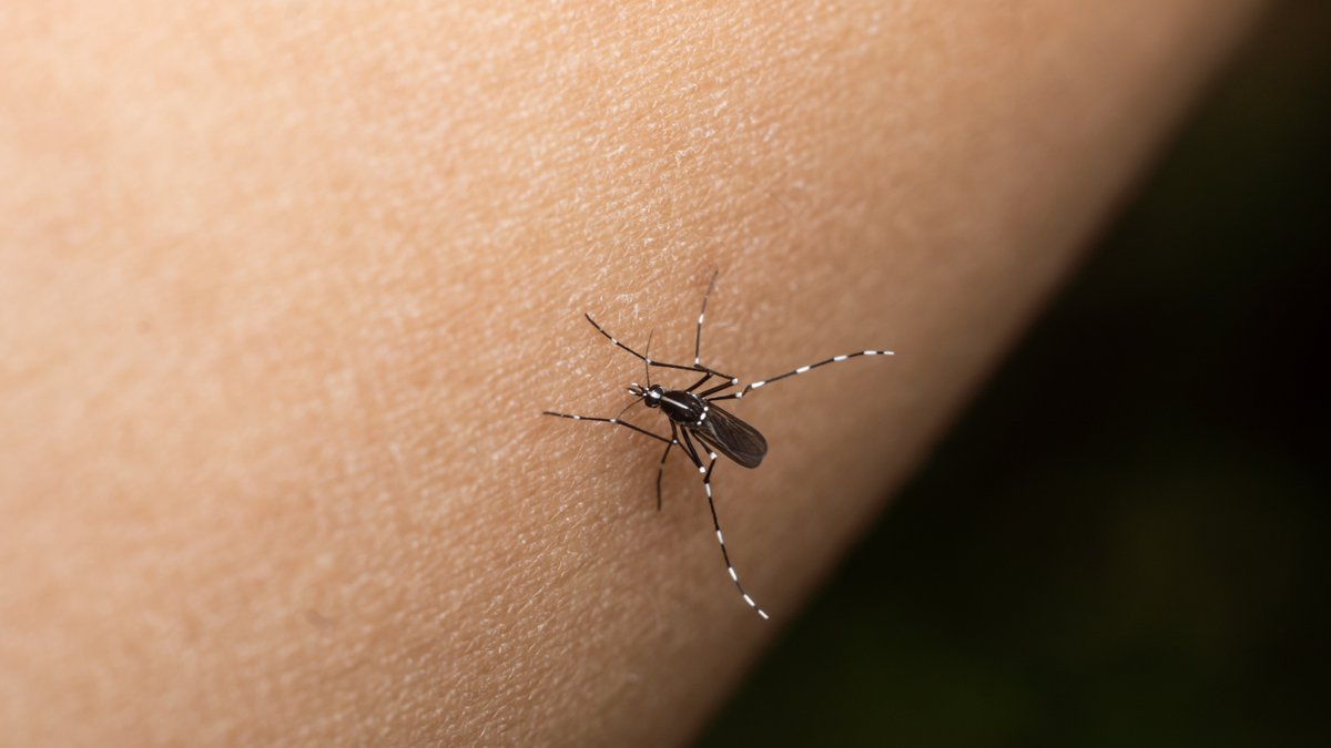 Houston Pest Control: Beating Peak Summer Mosquito Season