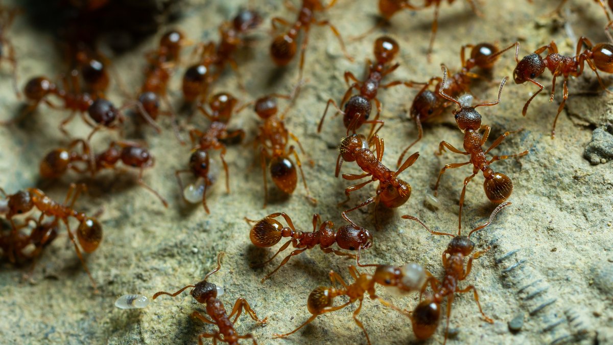 Houston Pest Control Turns to Fire Ants as August Activity Peaks