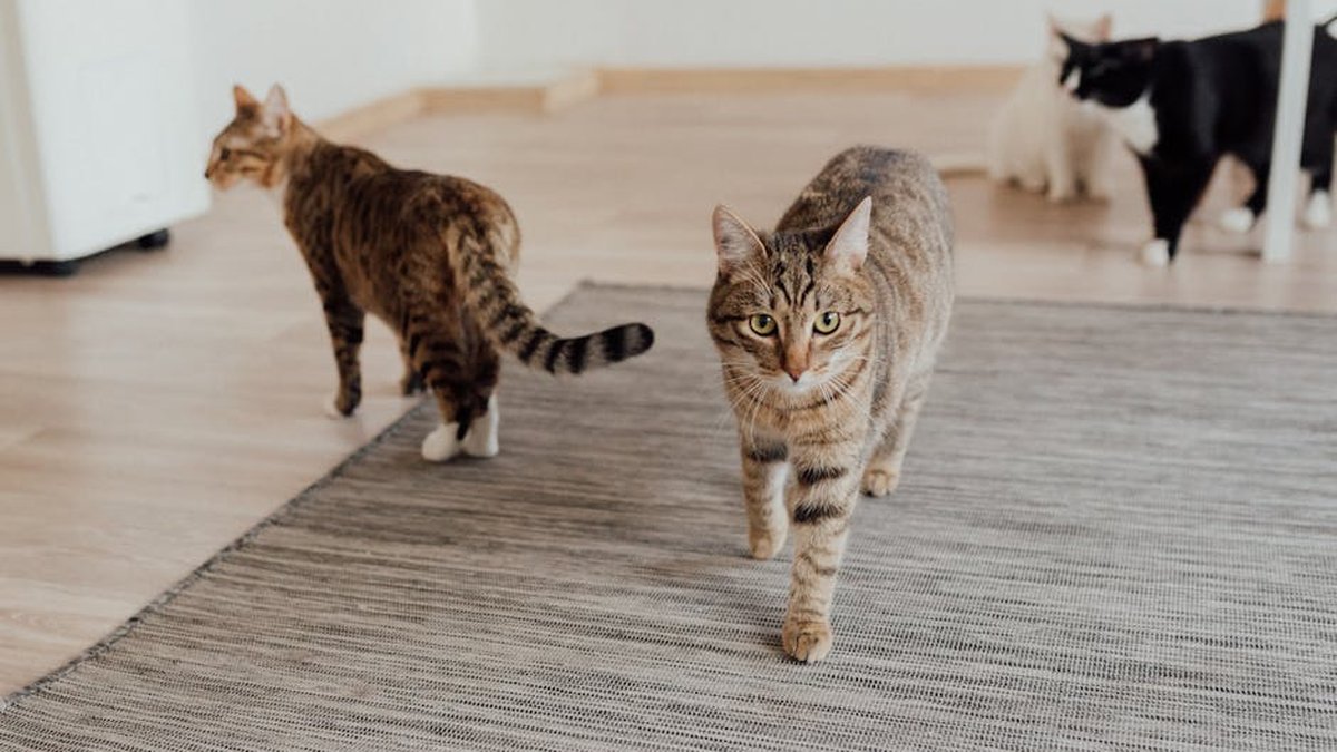 How Does Cat Boarding Work? Downers Grove, IL Experts Share Best Practices
