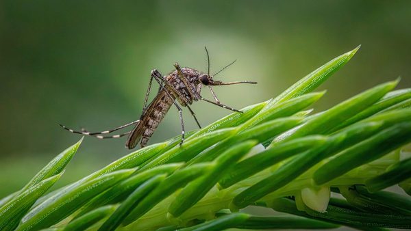 How Does Natural Mosquito Repellent Work? A Closer Look at Essential Oil Patches