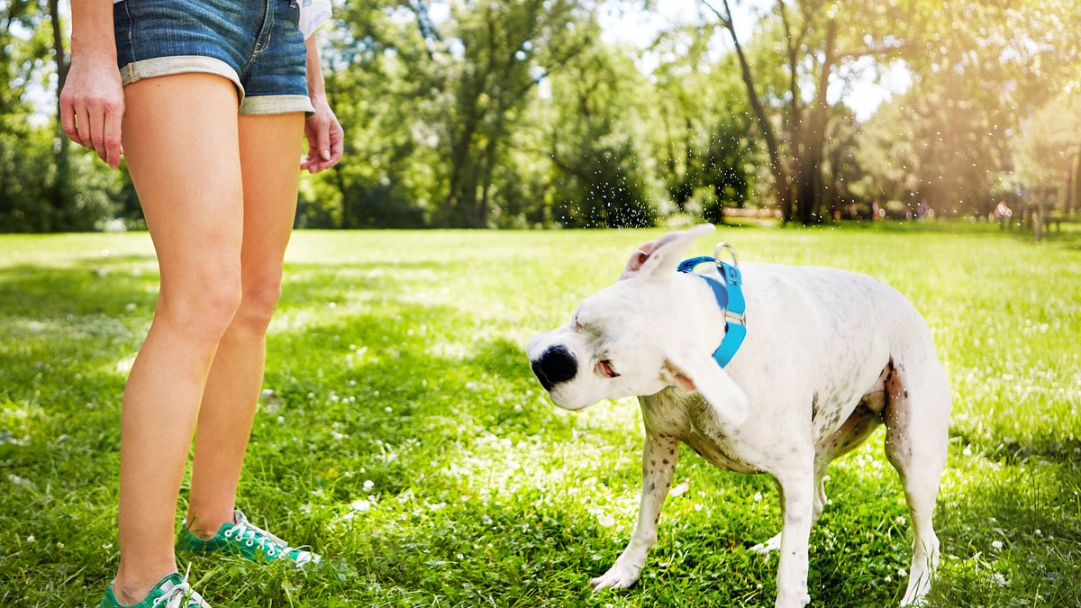 How Pet Tick Repellent Stickers Work: Best Options & Tips To Keep Your Dog Safe