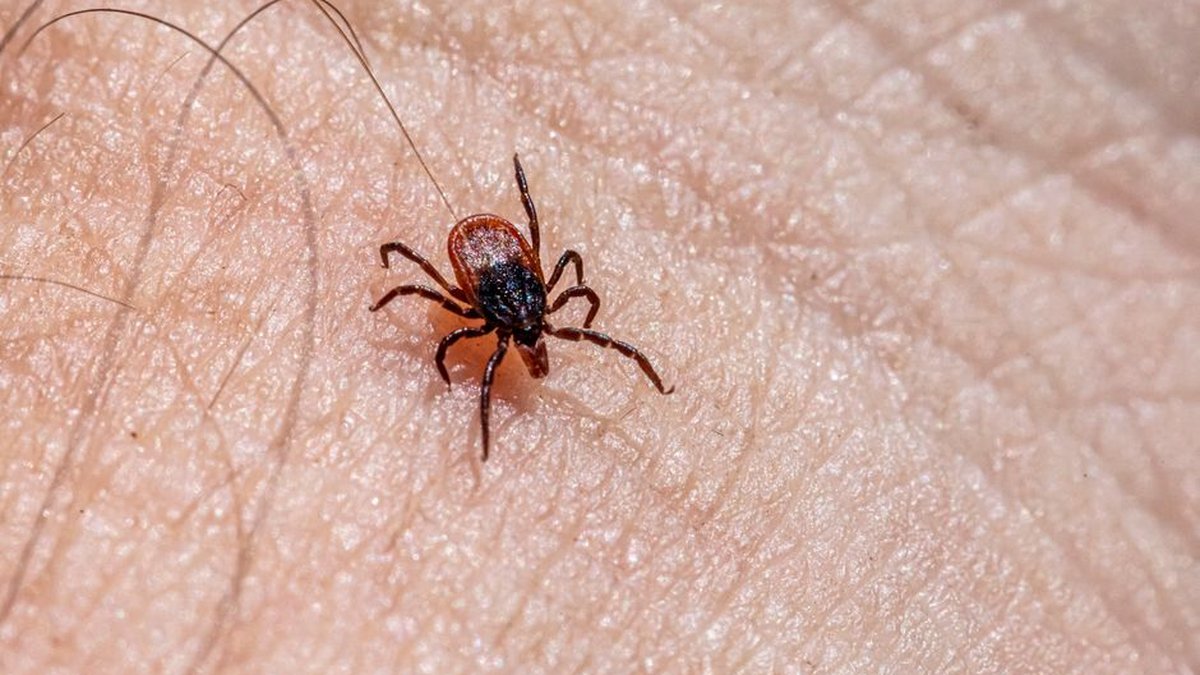 Livingston Pest Control Turns to Ticks and Fleas in Peak Summer