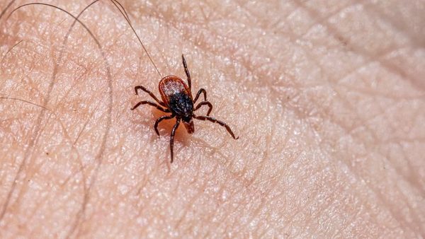 Livingston Pest Control Turns to Ticks and Fleas in Peak Summer