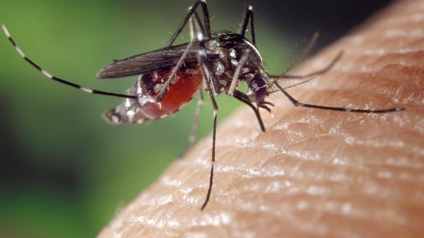 NatPat Introduces Natural Citronella Oil Mosquito Repellent Patches For Kids