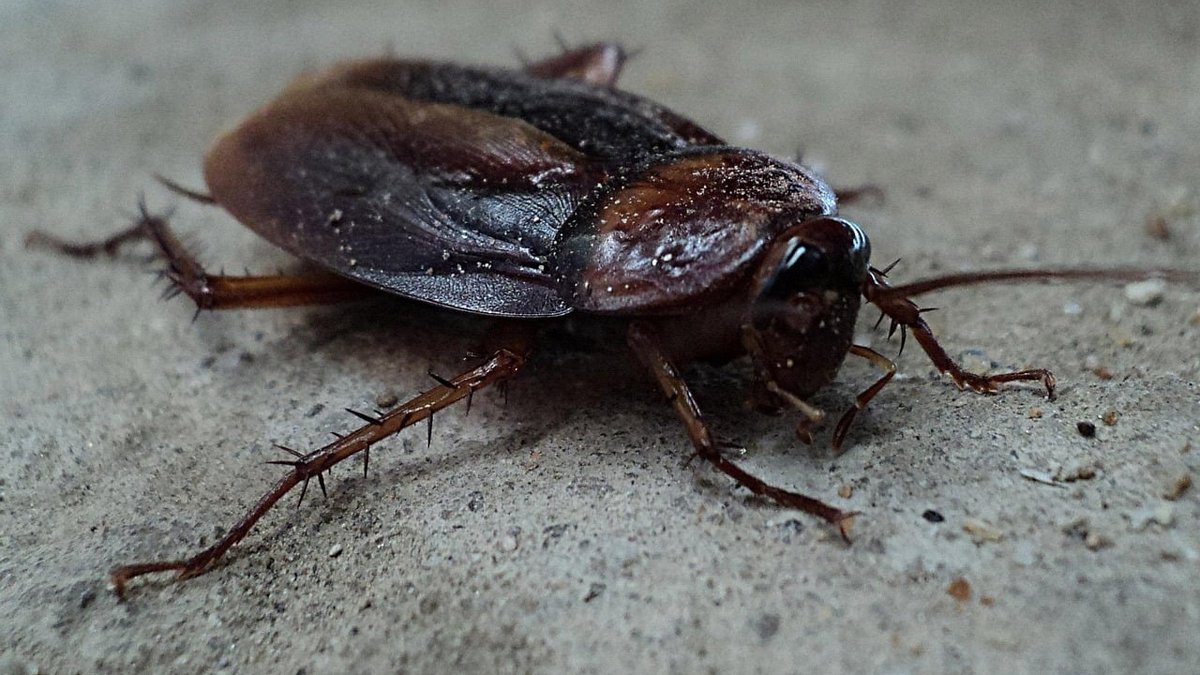 Palmetto Bug Control: Orlando Provider Reveals Heat-Driven Activity Surge