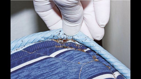 Professional Bed Bug Extermination In Northern Virginia: Service Cost Breakdown