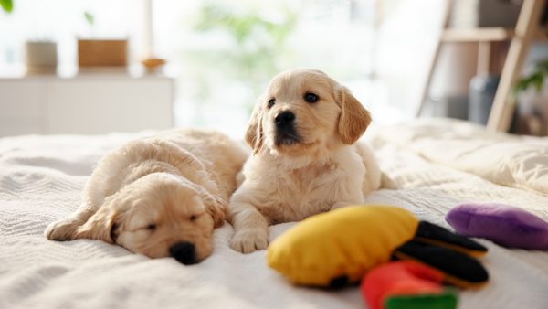Puppy Boarding: Wheaton Experts Explain How to Reduce First-Stay Anxiety