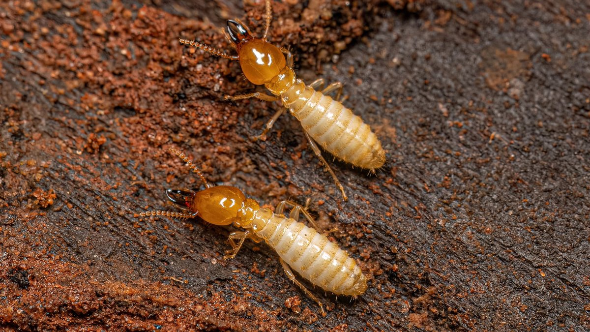 Signs of a Termite Infestation in Northern Virginia: Experts Share Insights