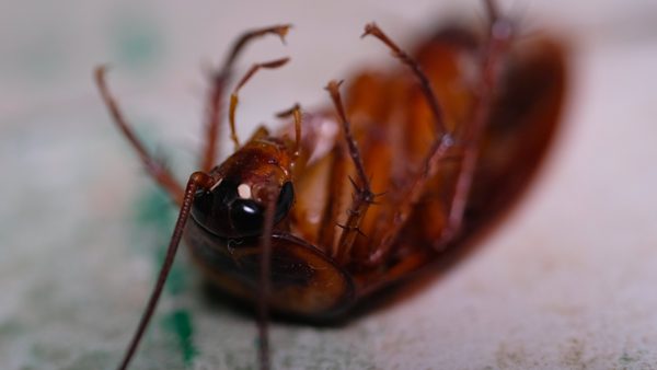 Springfield, VA Bed Bug Removal: Costs & Professional Methods Guide Released