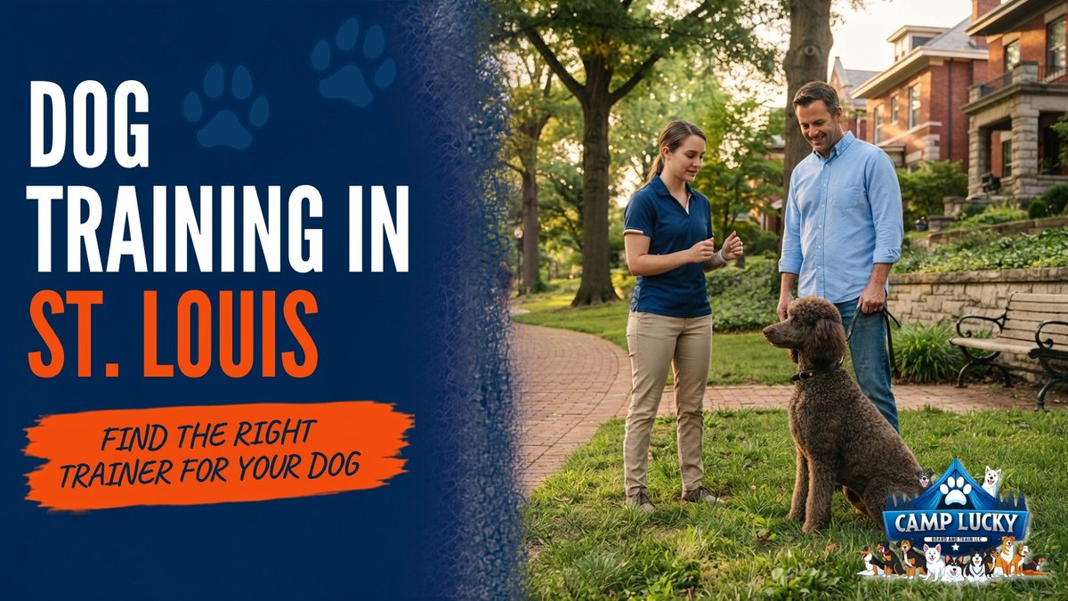 St. Louis Dog Reactivity Training: Board & Train Cost Guide Released