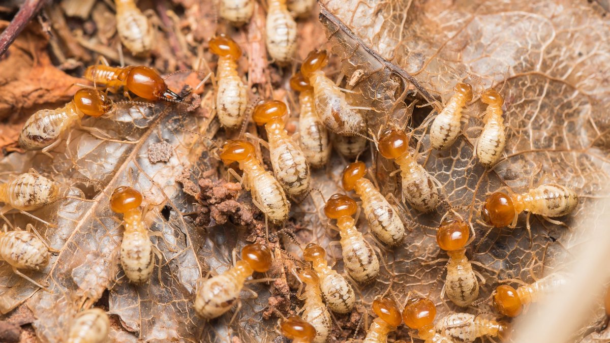 Sterling, VA Termite Damage Inspection & Extermination: Home Services Expanded