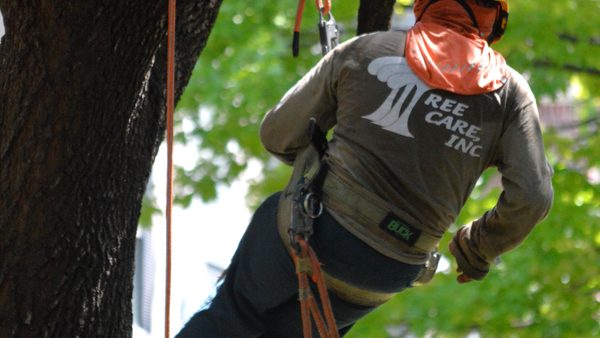Tree Removal Houston: How to Know When a Tree Should Come Down