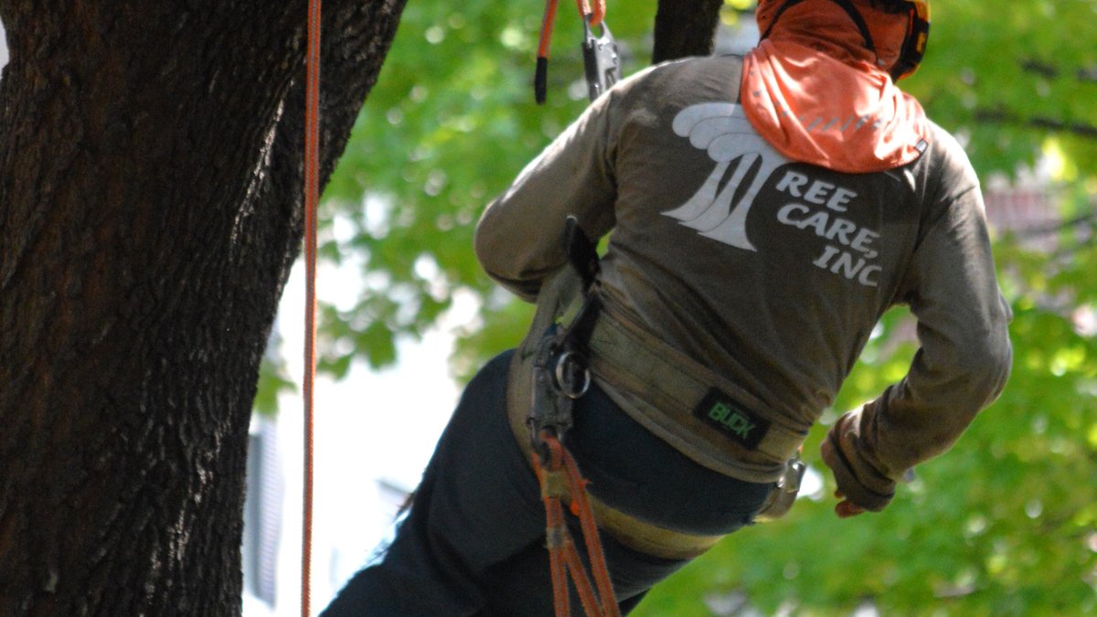Tree Service Houston Provider Tree Care, Inc. Marks Nearly 50 Years