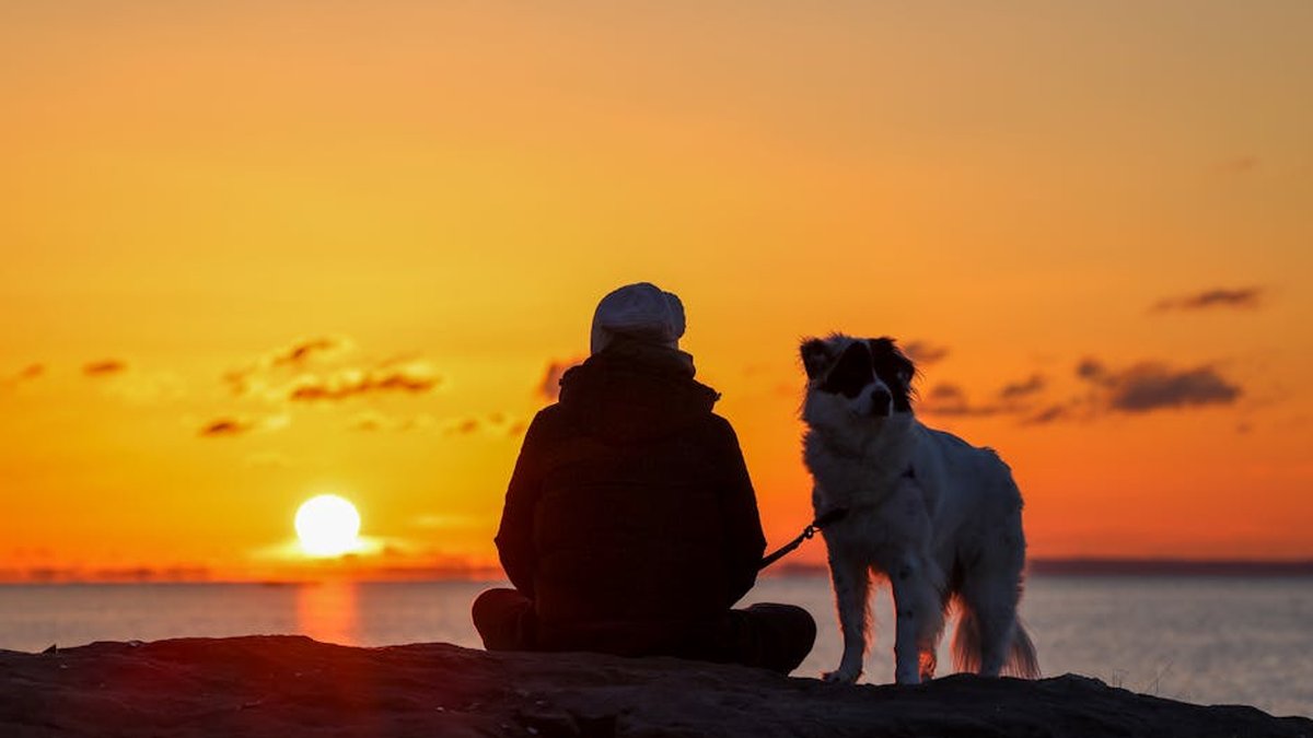 Which Dewormer Is Safest for Senior Dogs? Fecal Testing First
