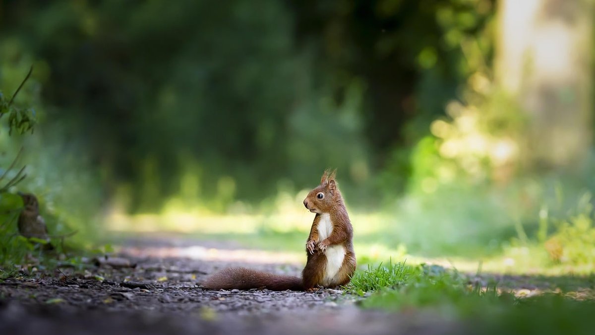 Alexandria, VA Best Squirrel Removal Exterminator Teams Ranked In New Report
