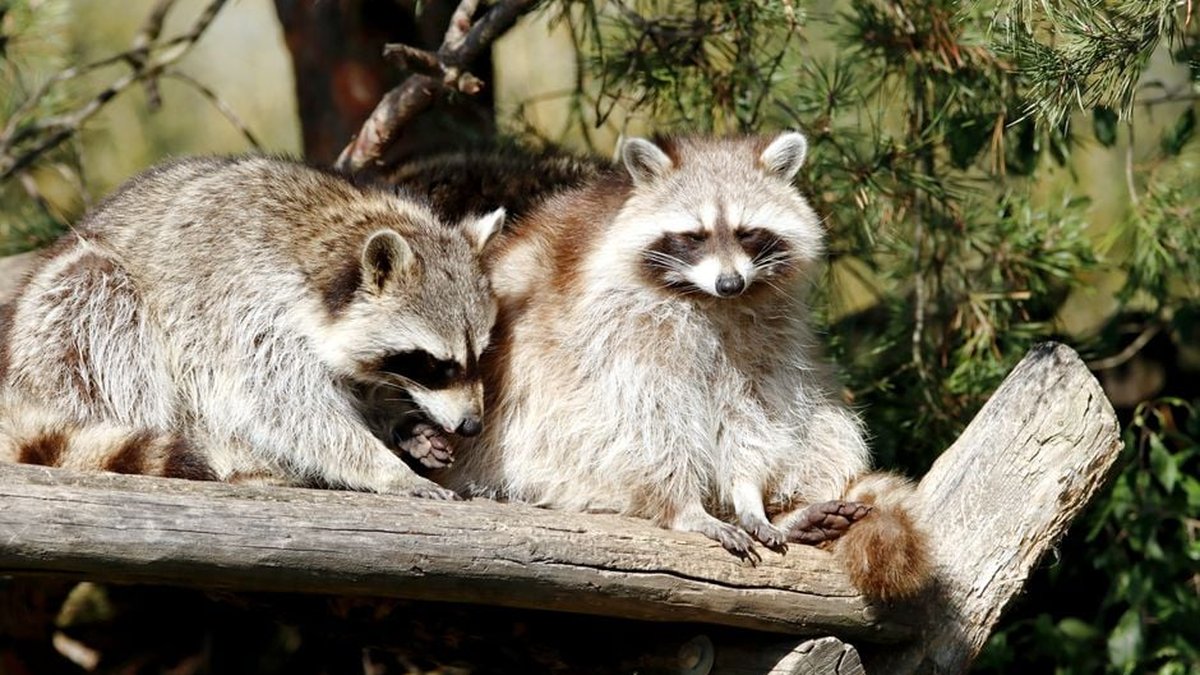 Alexandria, VA Licensed Humane Wildlife Removal: Residential Services Expanded