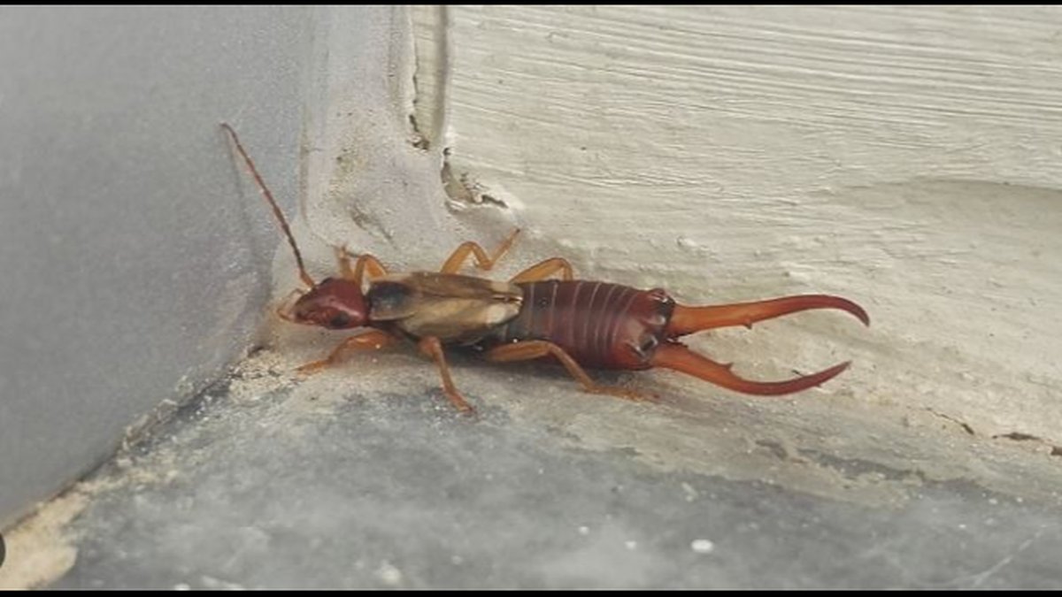 Atlas Pest Control Offers Fast Emergency Earwig Extermination in Norman