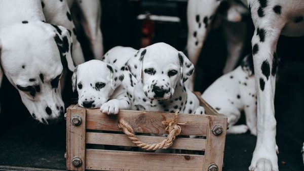 Best Flea Treatment for Lactating Dogs: Label-Approved Products Explained