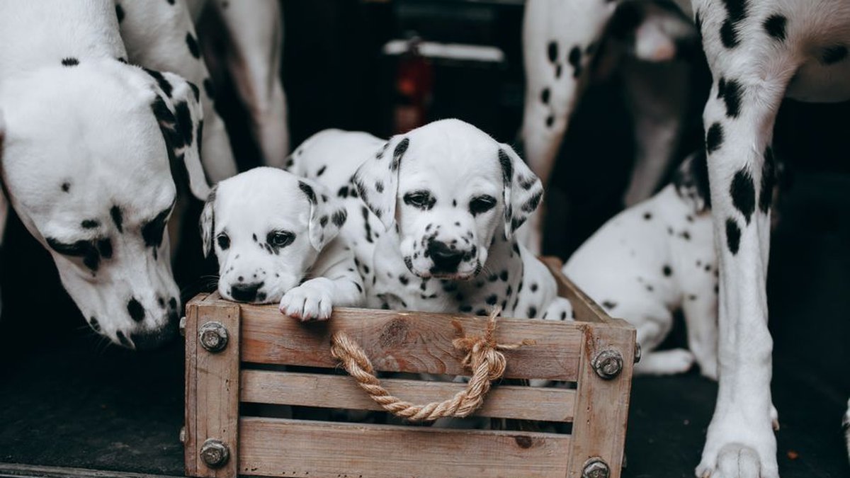 Best Flea Treatment for Lactating Dogs: Safety Guide Released, Risks Reviewed