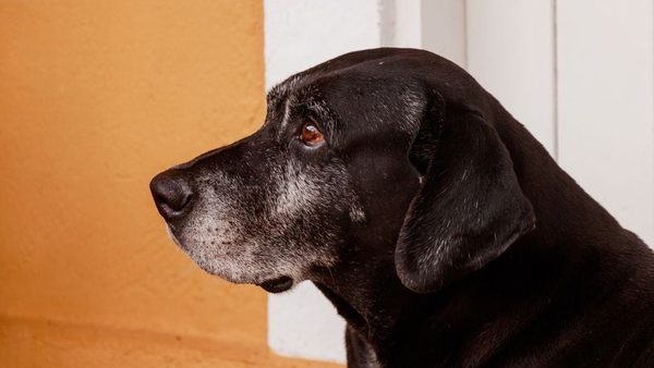 Boarding A Senior Dog For The First Time: IL Expert Shares A Complete Checklist