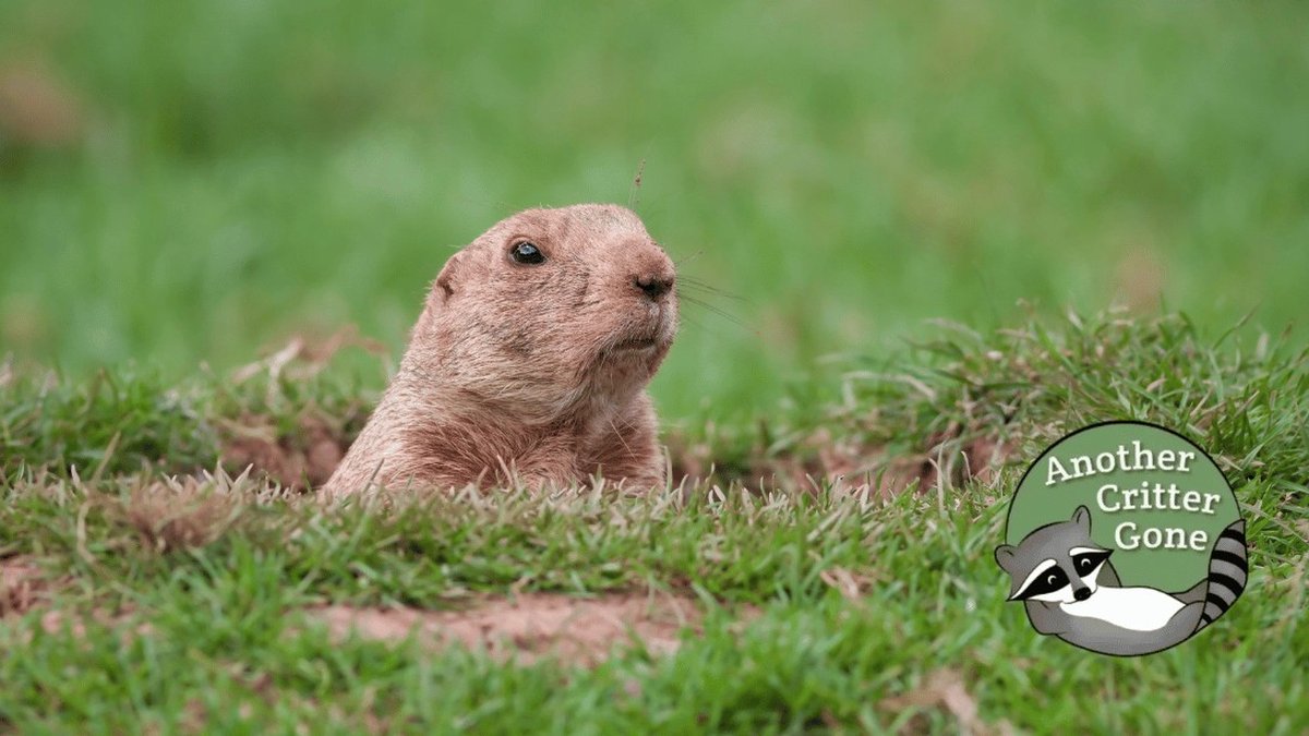Cincinnati OH Groundhog Removal Laws: Homeowner Compliance Alert Issued