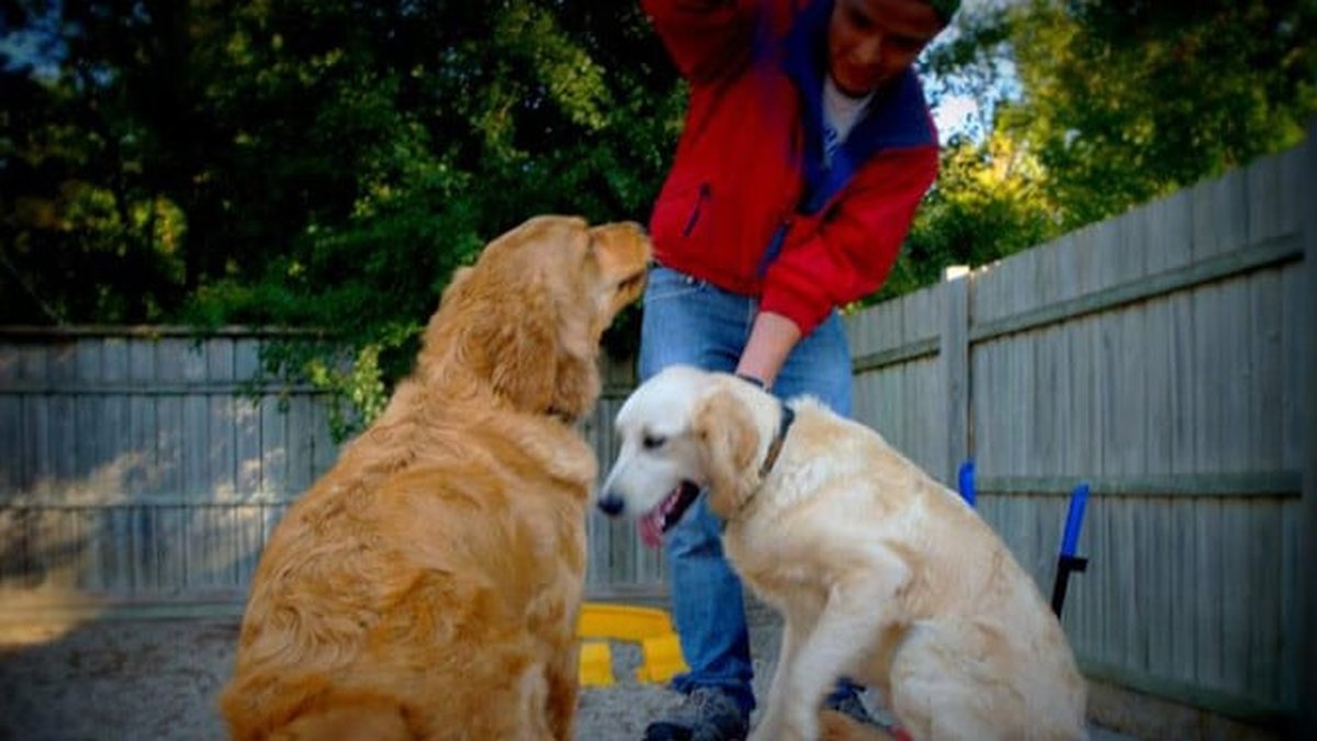 Darien, IL Overnight Dog Boarding For Short Stays With Supervision Announced
