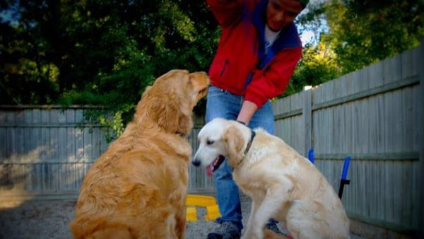Darien, IL Overnight Dog Boarding For Short Stays With Supervision Announced