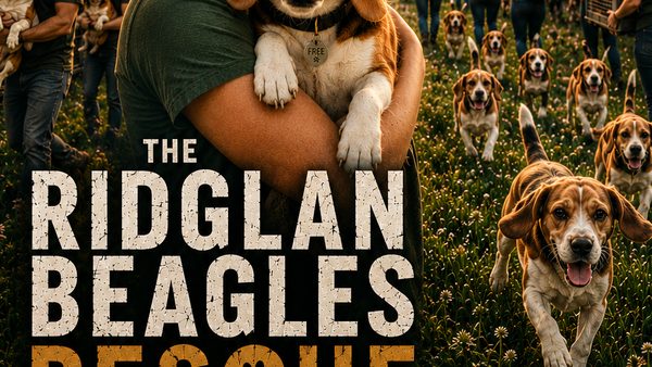 Documentary of The Rescue of Beagles From Wisconsin Breeding Farm Begins Filming