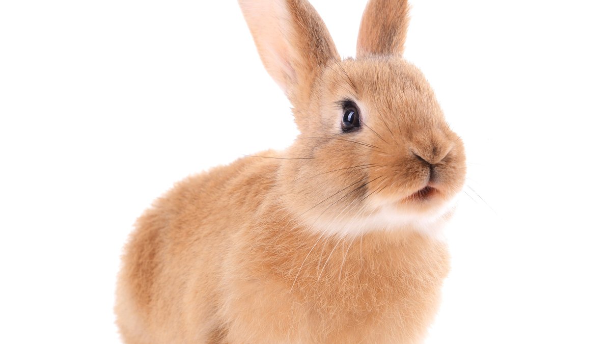 Downers Grove Rabbit & Small Pet Boarding Services With 24 Hour Care Announced