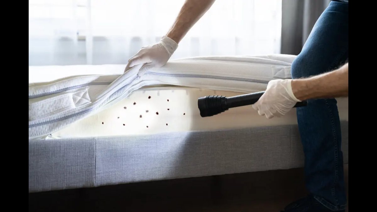 Fairfax Fast Response Bed Bug Exterminators: Same-Day Services Expanded