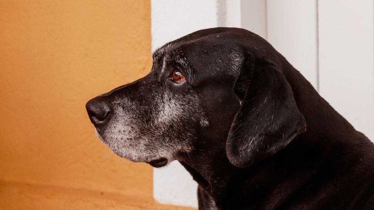 Glen Ellyn, IL Dog Kennel Boarding For Senior Pets With Health Issues Expanded