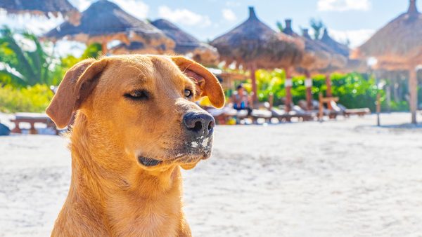 Gulf Coast Pet Friendly Vacation Rental Costs & Amenities Guide Published