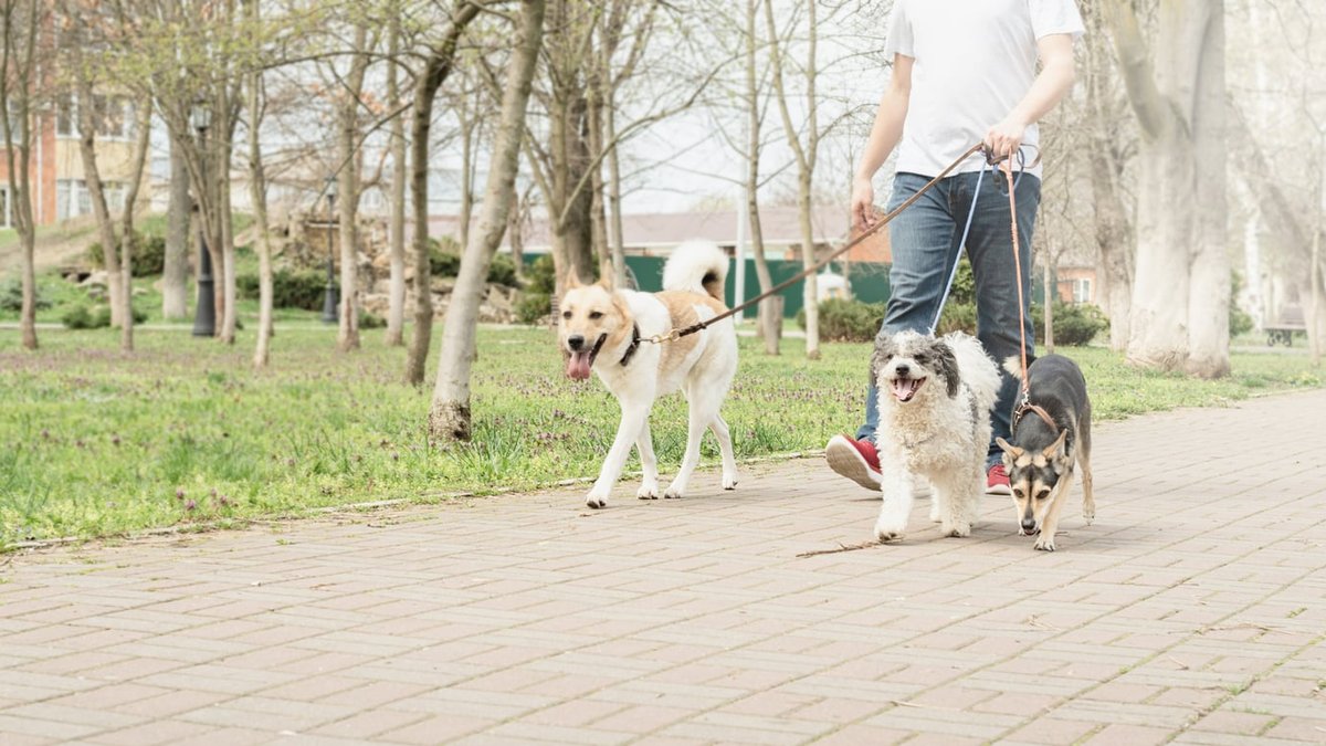 How Often Should A Dog Be Walked: NC Pro Explains Age, Breed & Lifestyle Factors