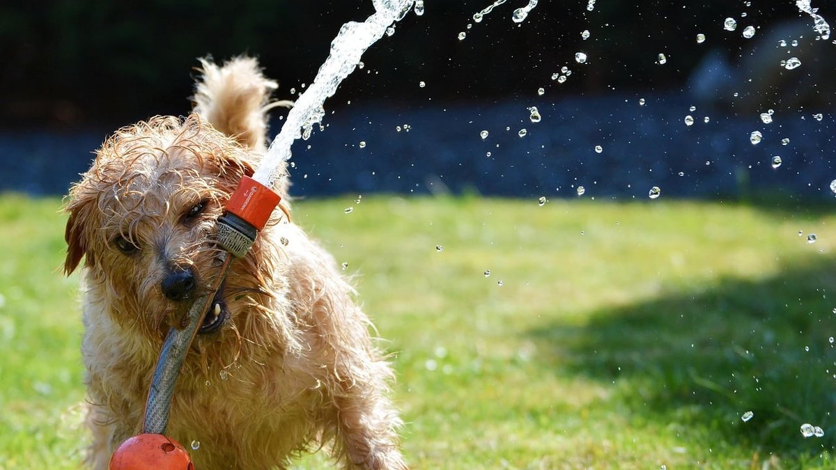 How to Get Rid of Pet Smell in Carpet: South Florida Cleaning Experts Share