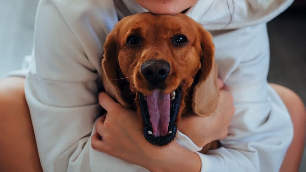 How to Prepare Dogs for Boarding: IL Expert Shares Tips For Anxious Pet Parents