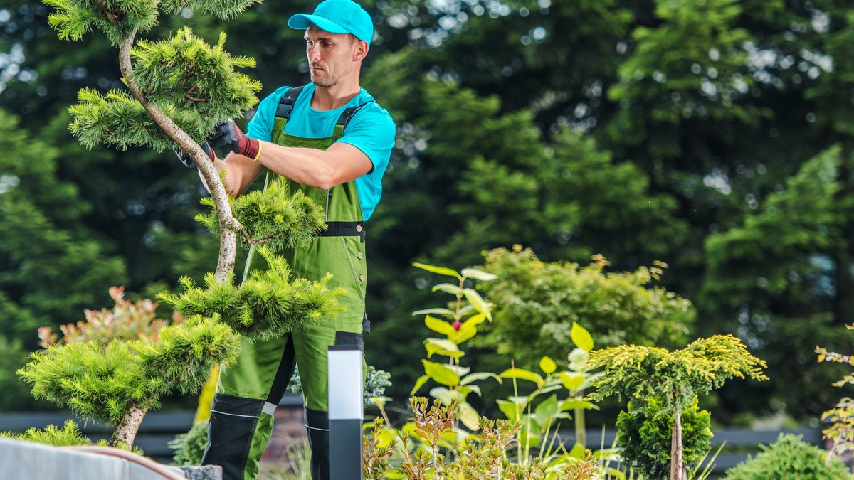 Is AEO Overtaking SEO? What NJ Tree Services Need to Know to Stay Visible Online