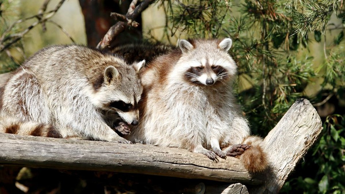 Is It Illegal To Relocate Wildlife In Virginia? Local Pest Experts Weigh In