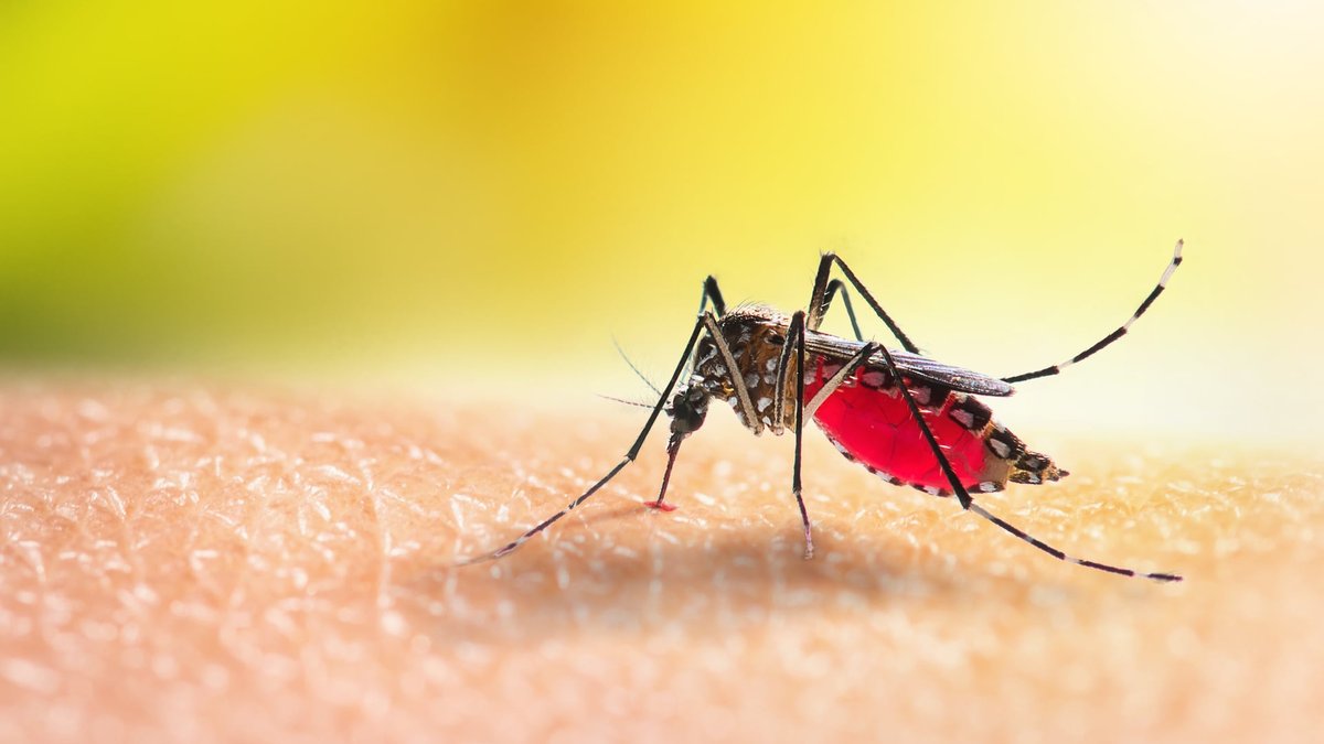 Is Mosquito Control Worth It? MD Experts Explain Benefits Of Exterminators