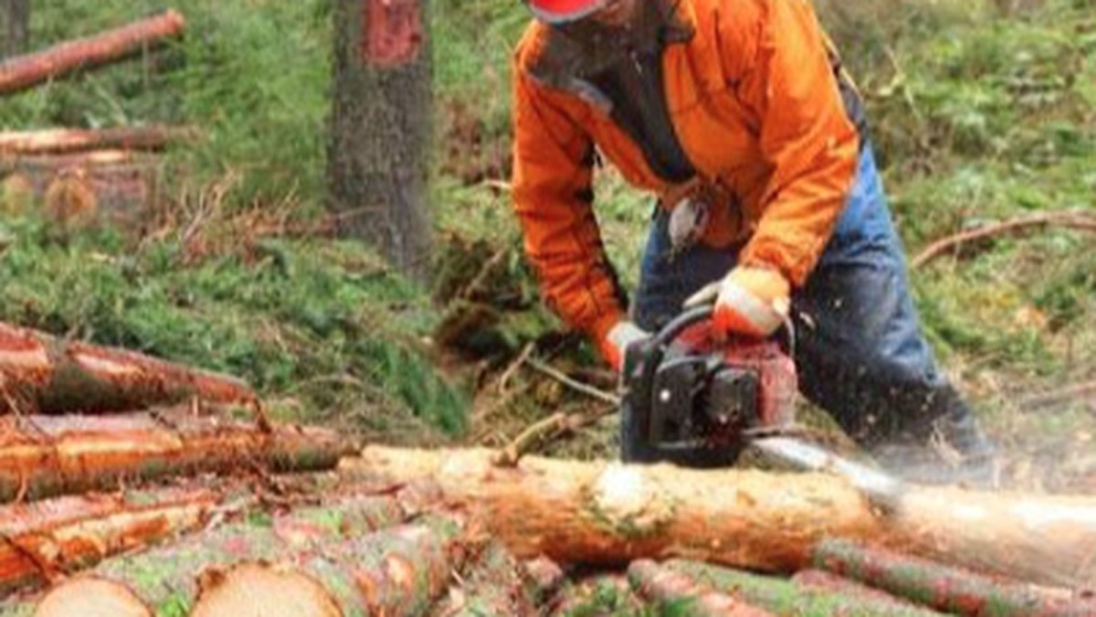 Low-Profile Carbide Chain for Battery-Powered Chainsaws: Design Launched