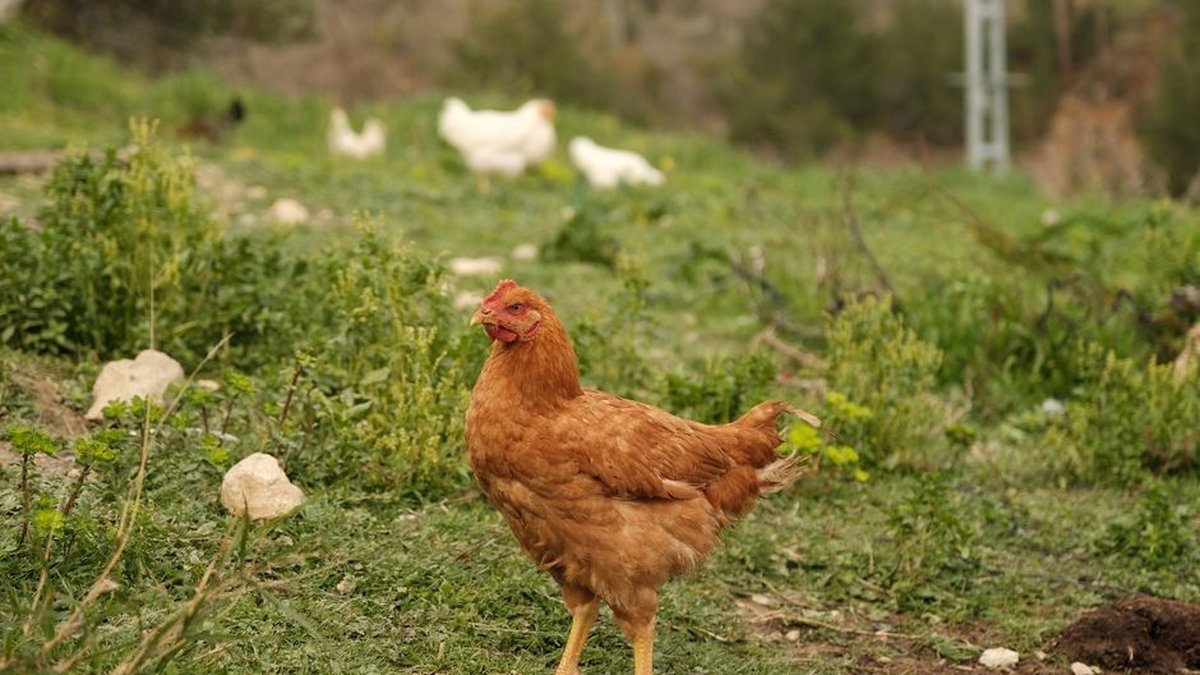 Maryland Pasture-Raised Chicken With Cut & Bulk Order Options Available