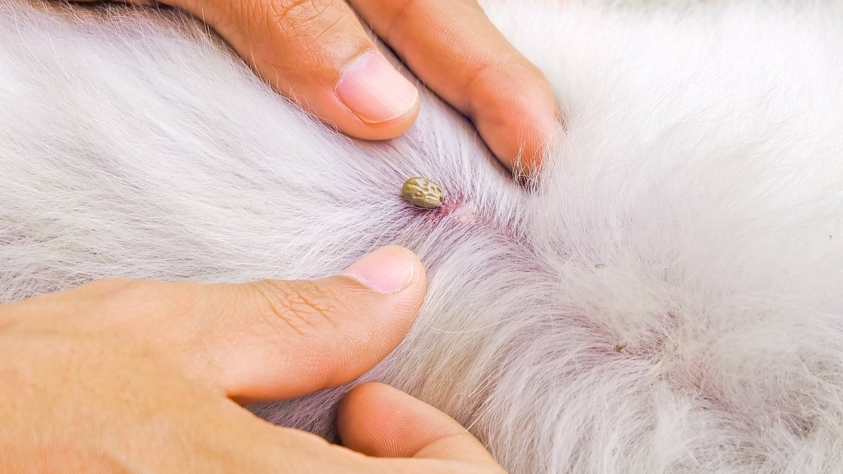 Natural Tick Prevention for Dogs: Tips & Best Repellent Solutions