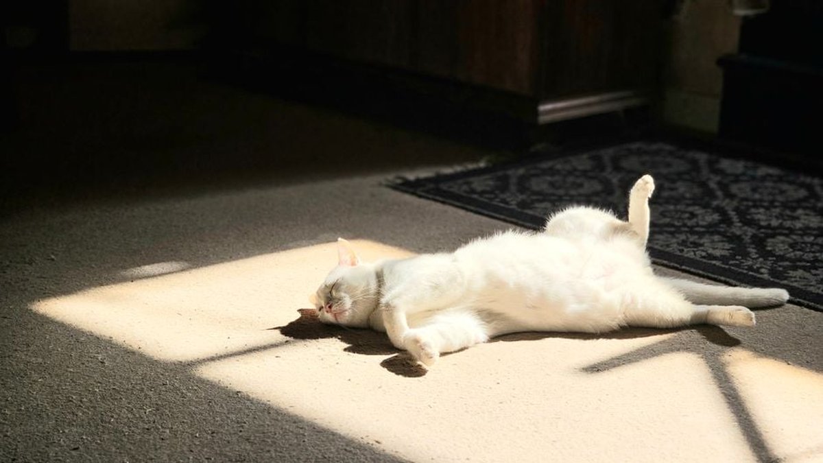 Pet-Friendly Carpet Cleaners: What To Look For Before Buying a Stain Remover